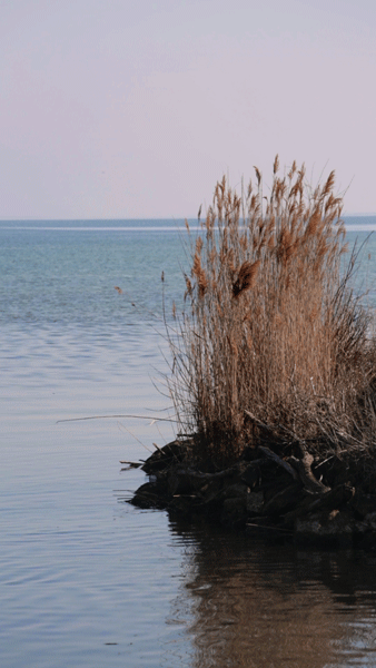 Cinémagraphe d'un lac