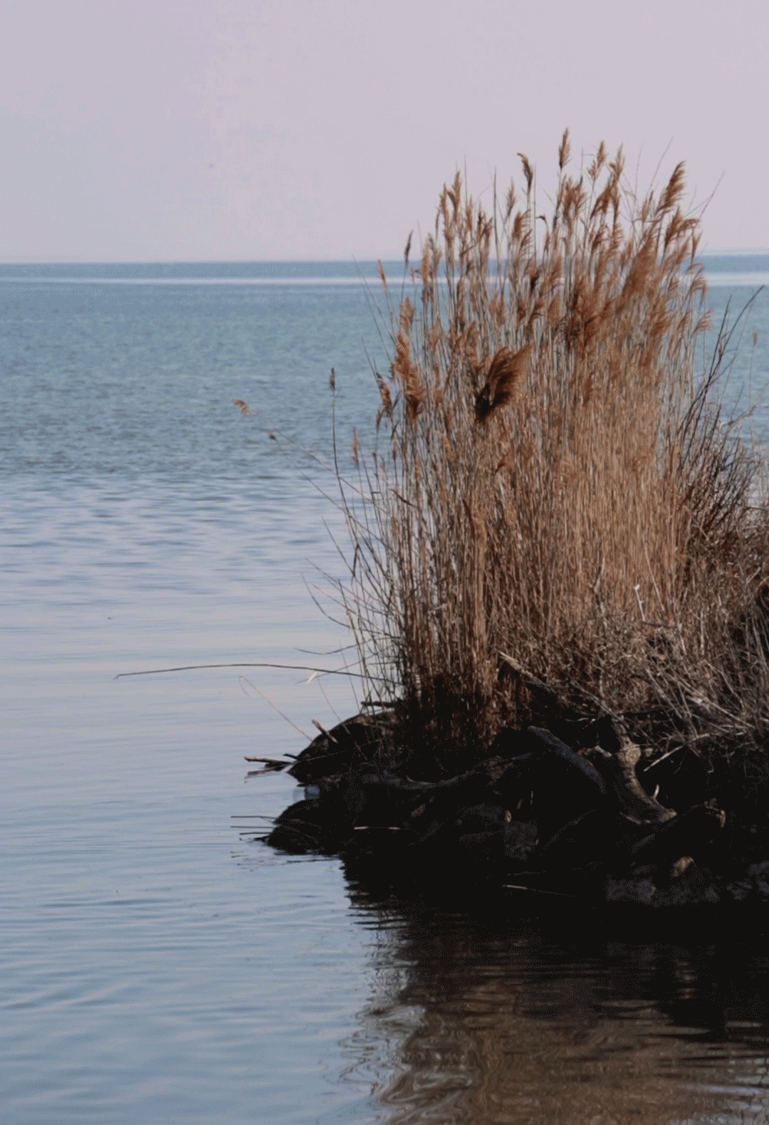 photo animée d'un lac