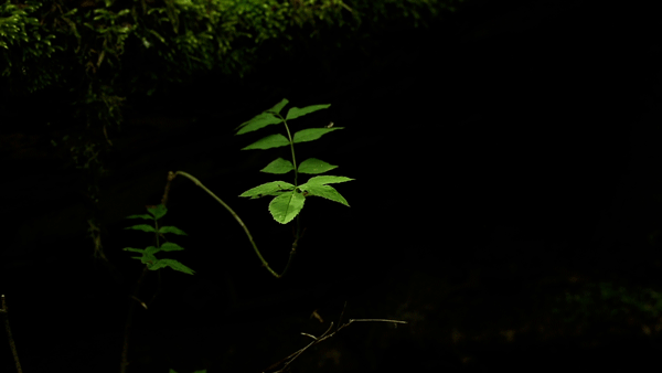 photo animée d'une plante