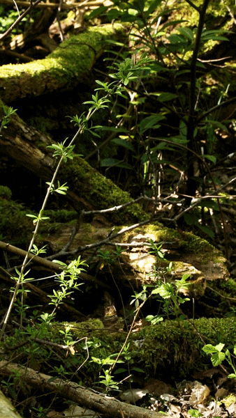 Cinémagraphe d'une plante