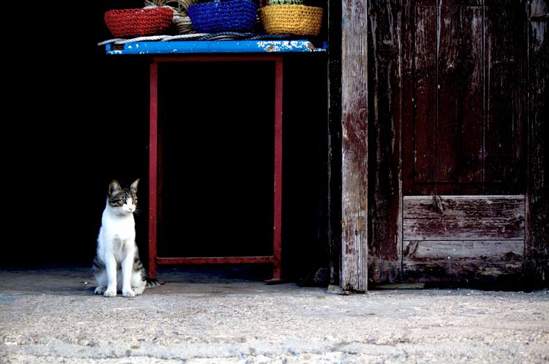 Photographie d'un chat dans la rue, devant une grande porte ouverte