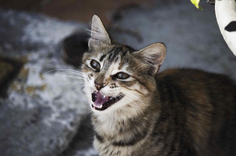 Photographie d'un chat errant qui miaule