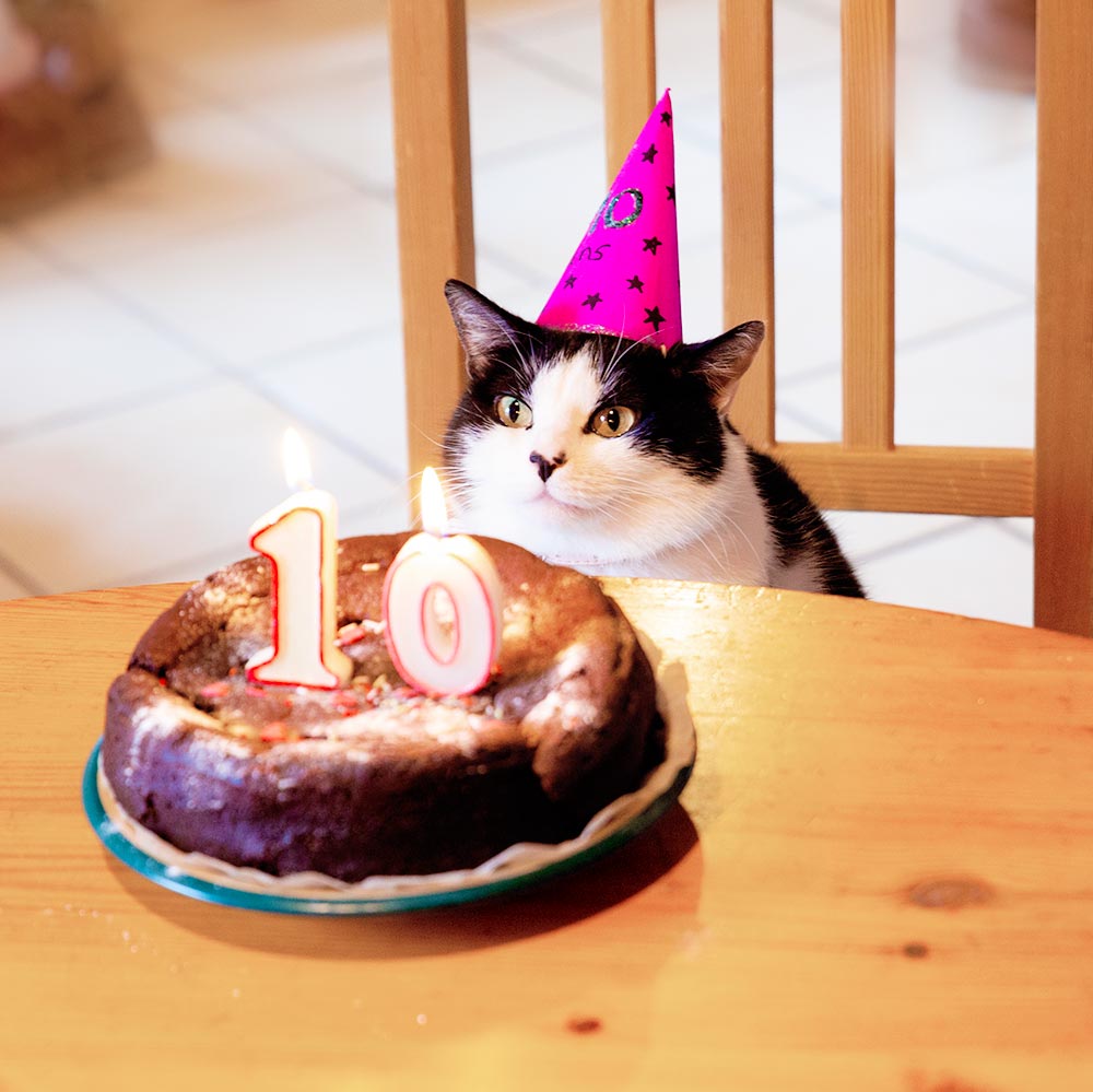 photographie d'un chat devant son gateau d'anniversaire
