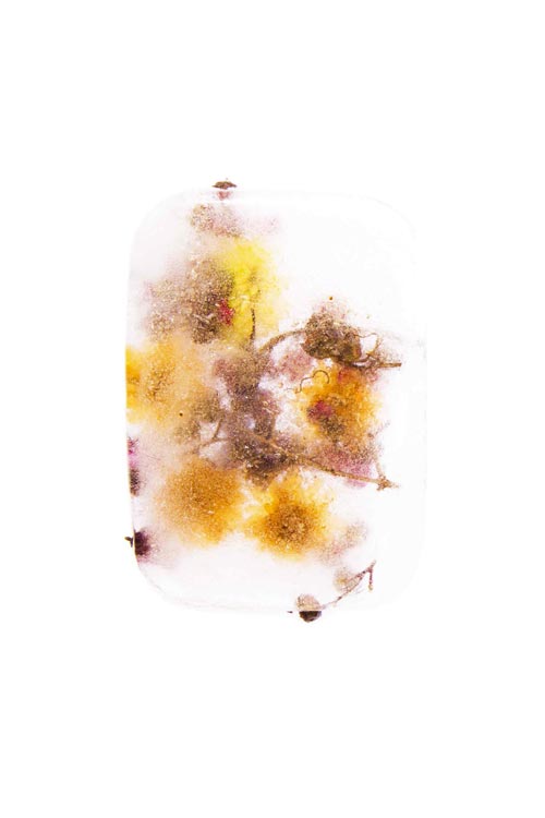 Photographie de fleurs dans un bloc de glace, élément de la composition