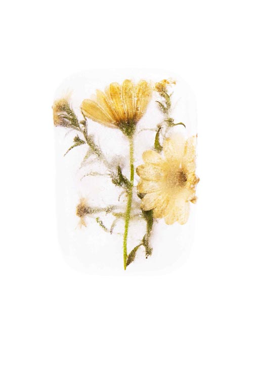 Photographie de fleurs dans un bloc de glace, élément de la composition