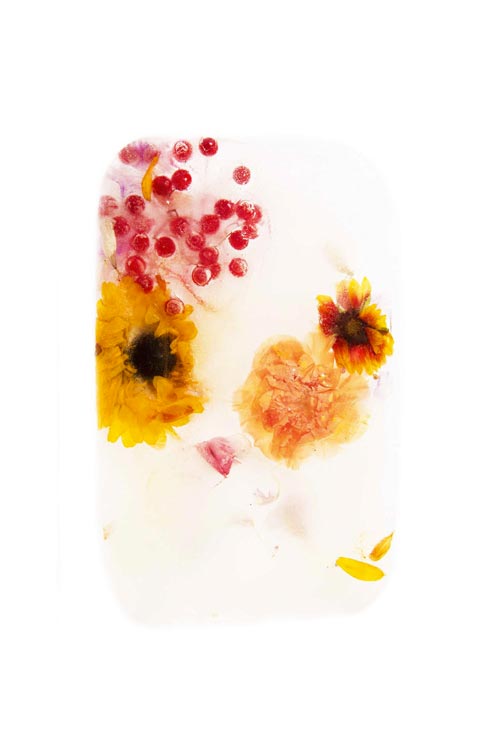 Photographie de fleurs dans un bloc de glace, élément de la composition